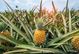 Ananas