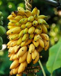 Banane