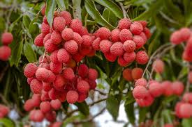 Litchi